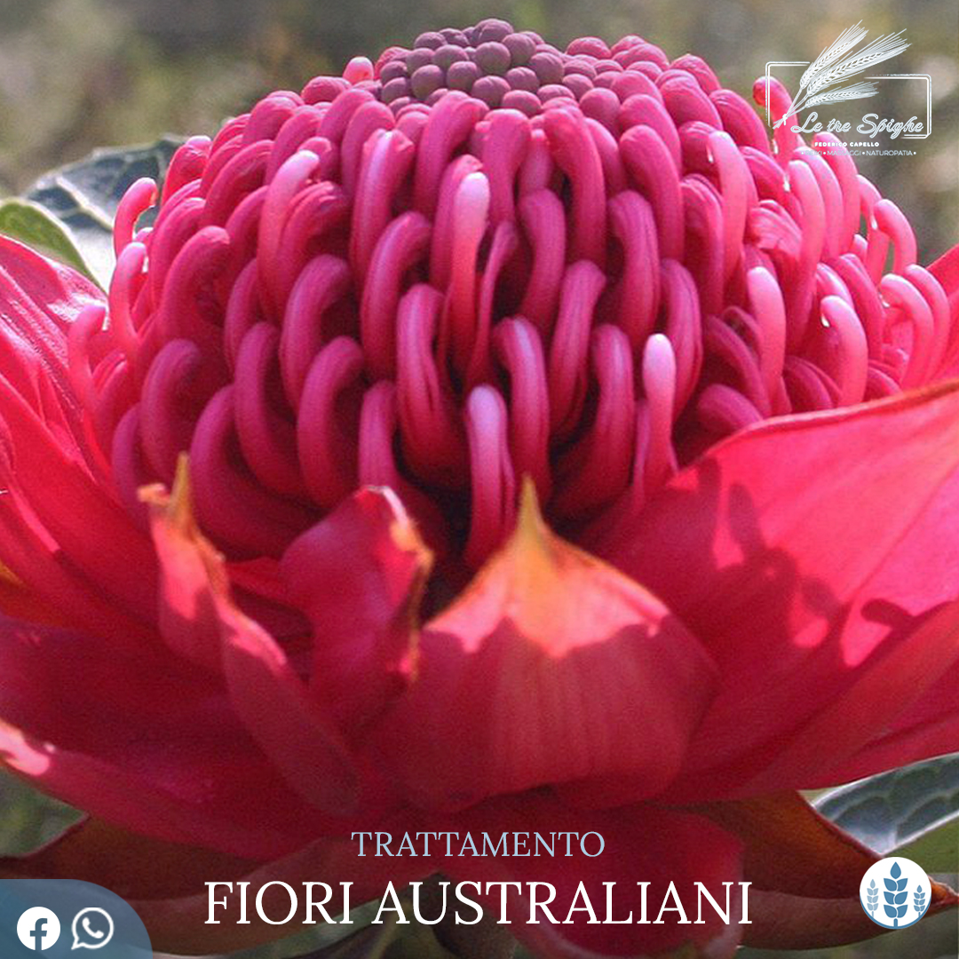 FIORI AUSTRALIANI - Centro Le Tre Spighe di Federico Capello